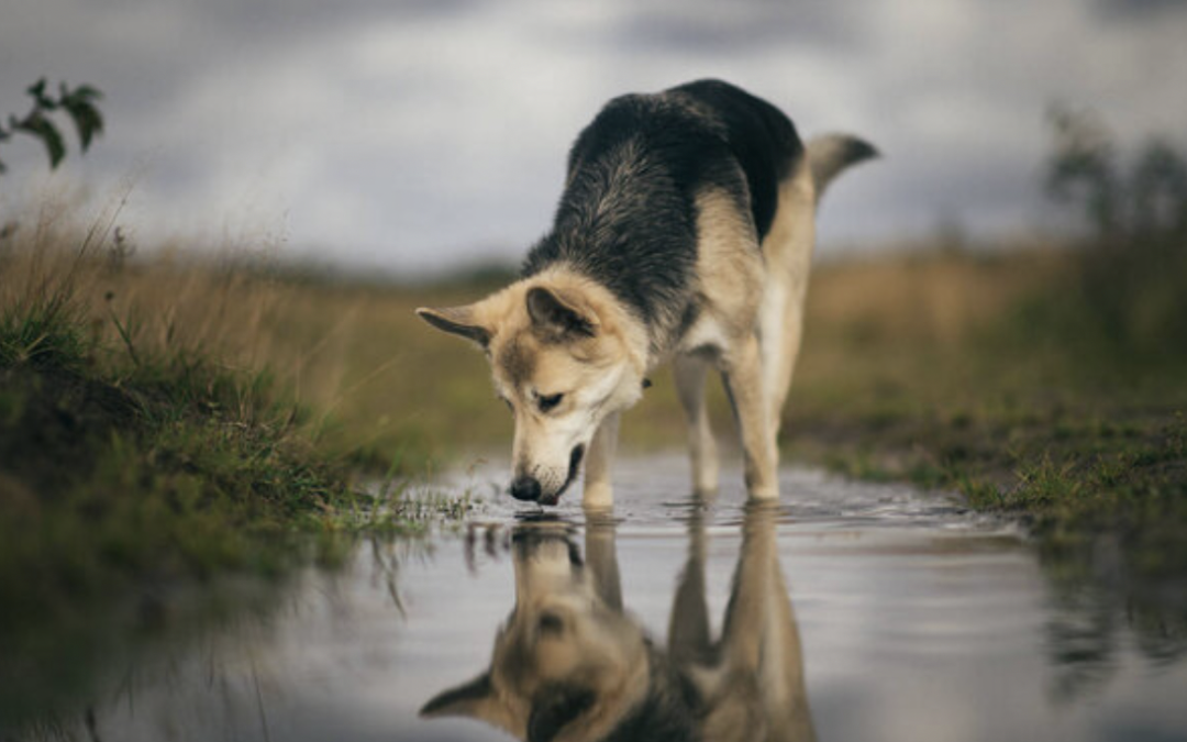 Attention à l’eau stagnante