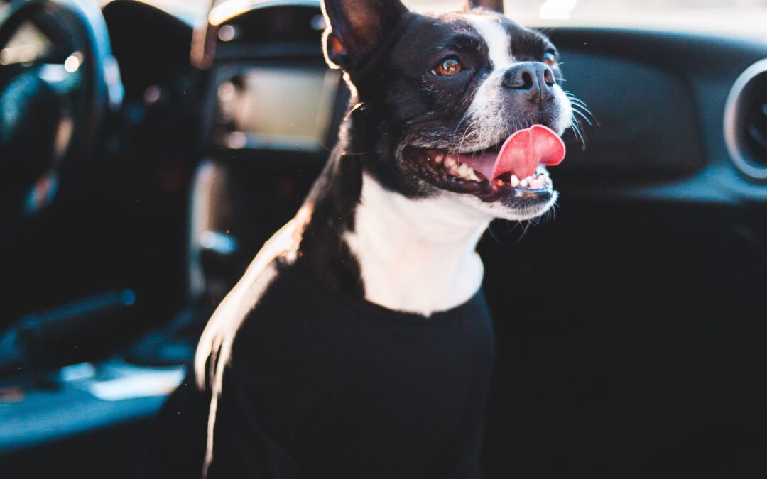 Comment transporter son chien en voiture ?