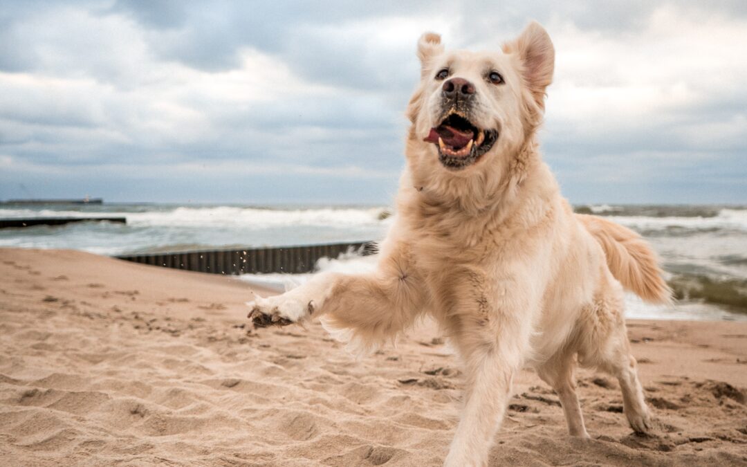 Partir en vacance avec son chien