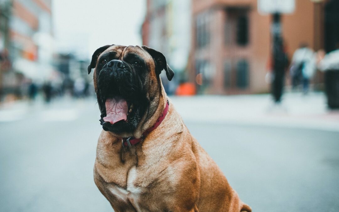 La ville pour les chiens