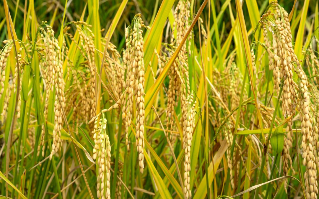 Les dangers de l’épillet