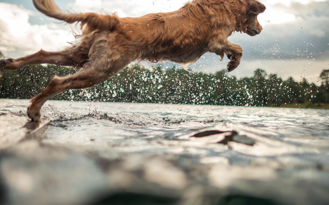 À quel âge peut-on faire du sport avec son chien ?