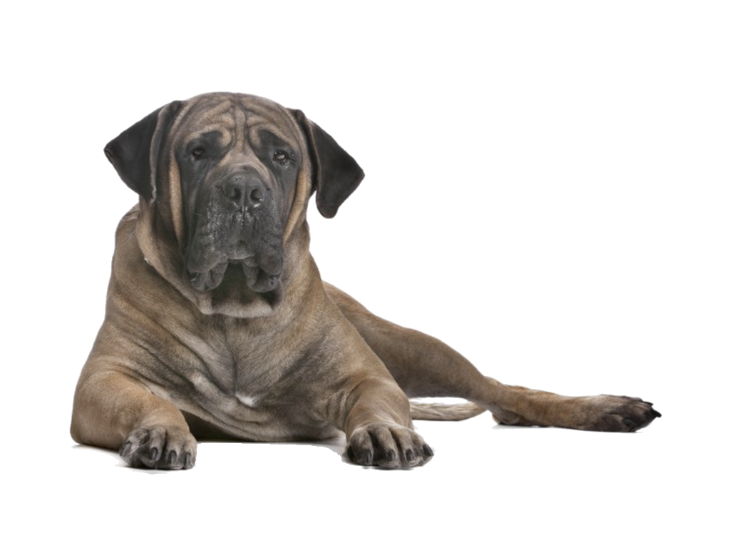 boerbul
