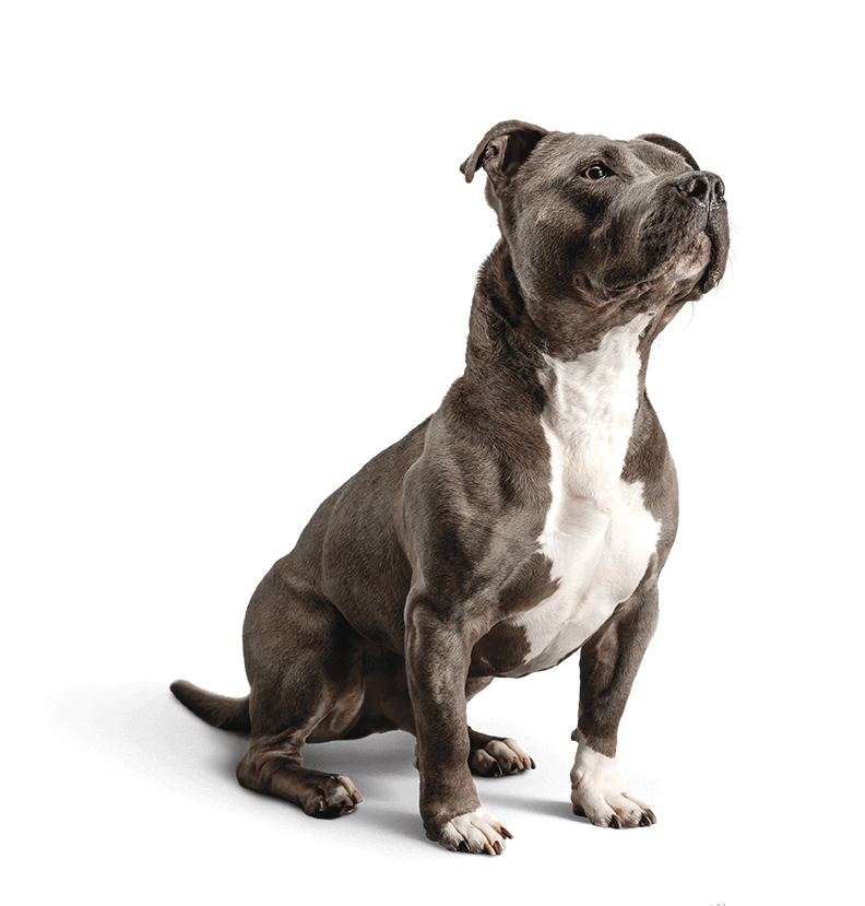 kisspng-staffordshire-bull-terrier-dog-food-diamond-pet-fo-reasonable-diet-5addd43d76aca7.2628907315244872294861